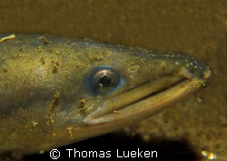 eel at nightdive by Thomas Lueken 